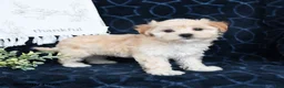 Maltipoo dogs for sale: Bethany - Ad 4