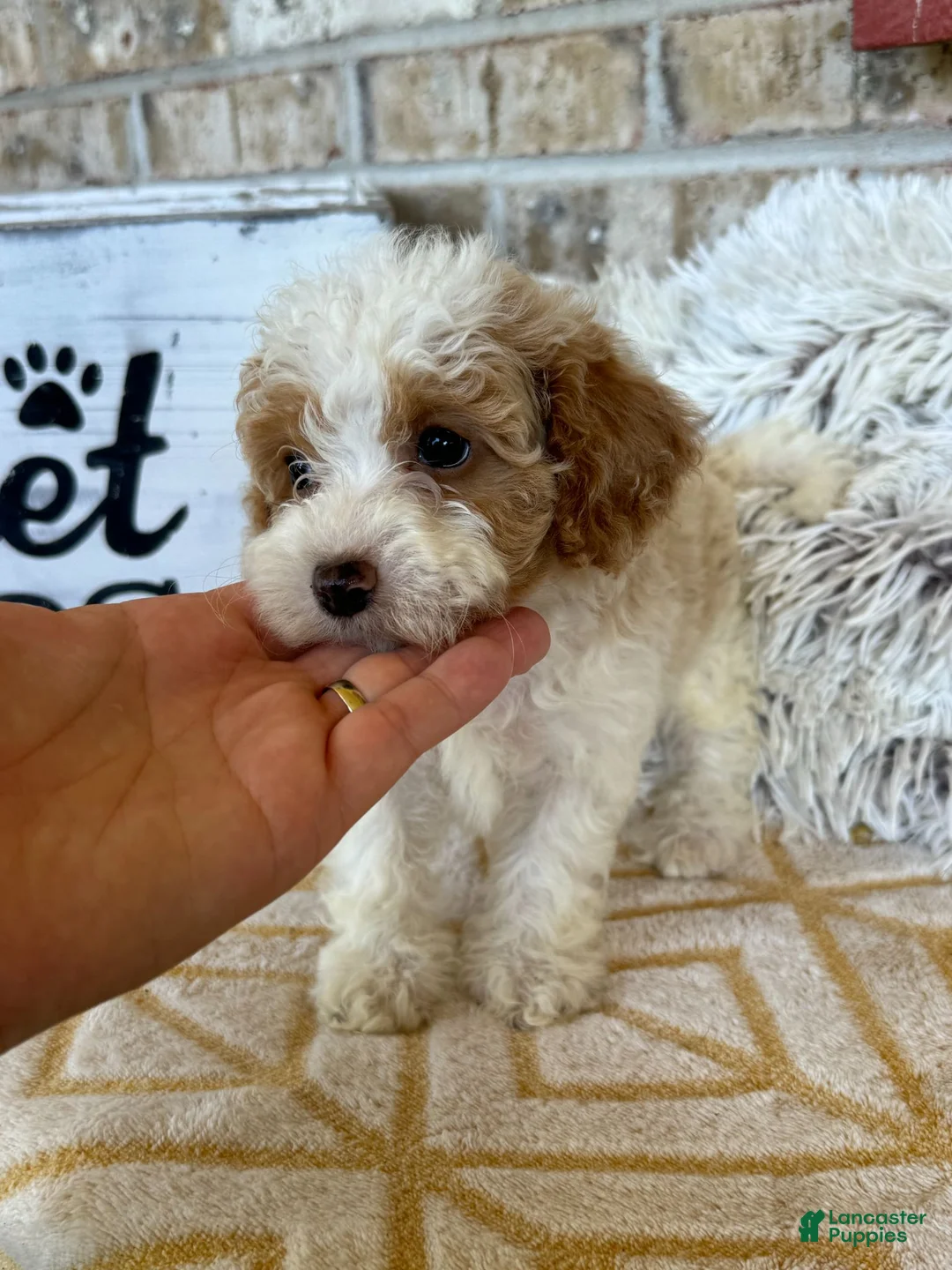 Cavapoo dogs for sale: Rory - Ad 5