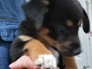 Mixed Breed dogs Scout - Ad 29