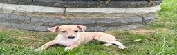 Italian Greyhound dogs for sale: Italian Greyhound female 2 fawn and white  - Ad 5