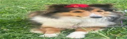 Shetland Sheepdog dogs for sale: Neesha - Ad 16