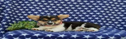 Welsh Corgi Pembroke dogs for sale: Blake - Ad 4