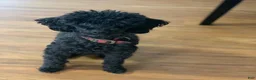 Miniature Poodle dogs for sale: Truffle - Ad 5