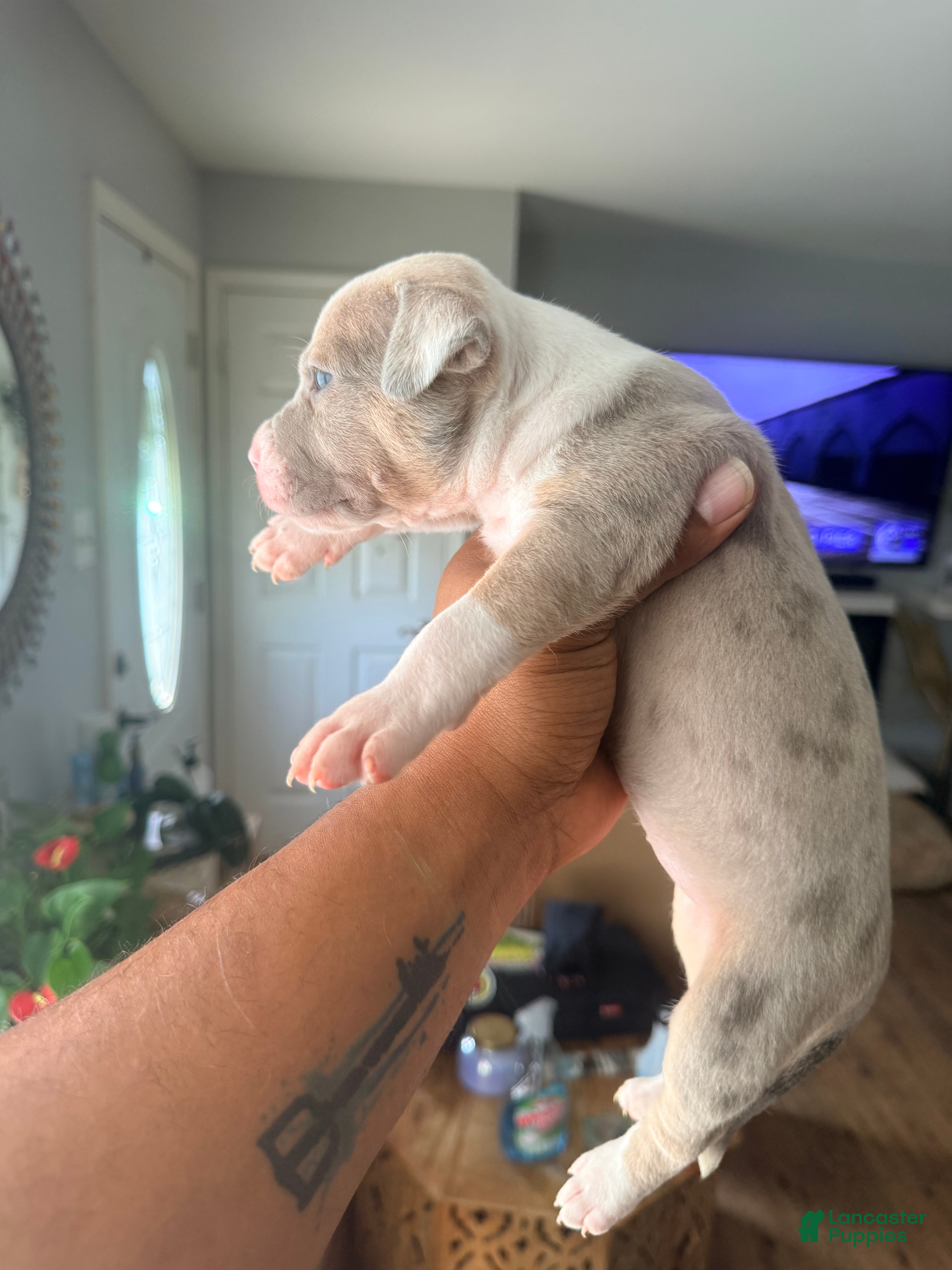Mixed Breed dogs coco - Ad 2