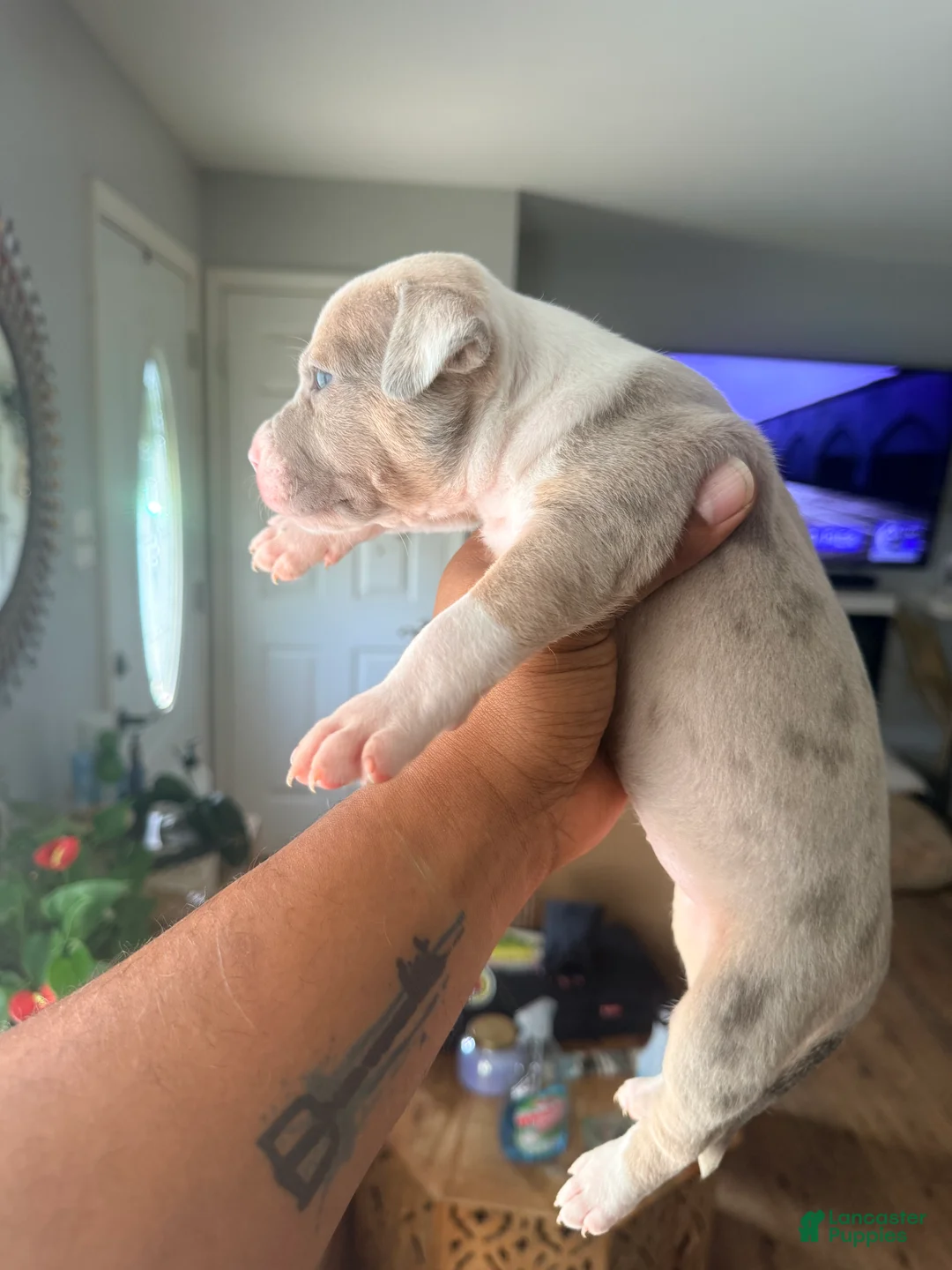 Mixed Breed dogs for sale: coco - Ad 2