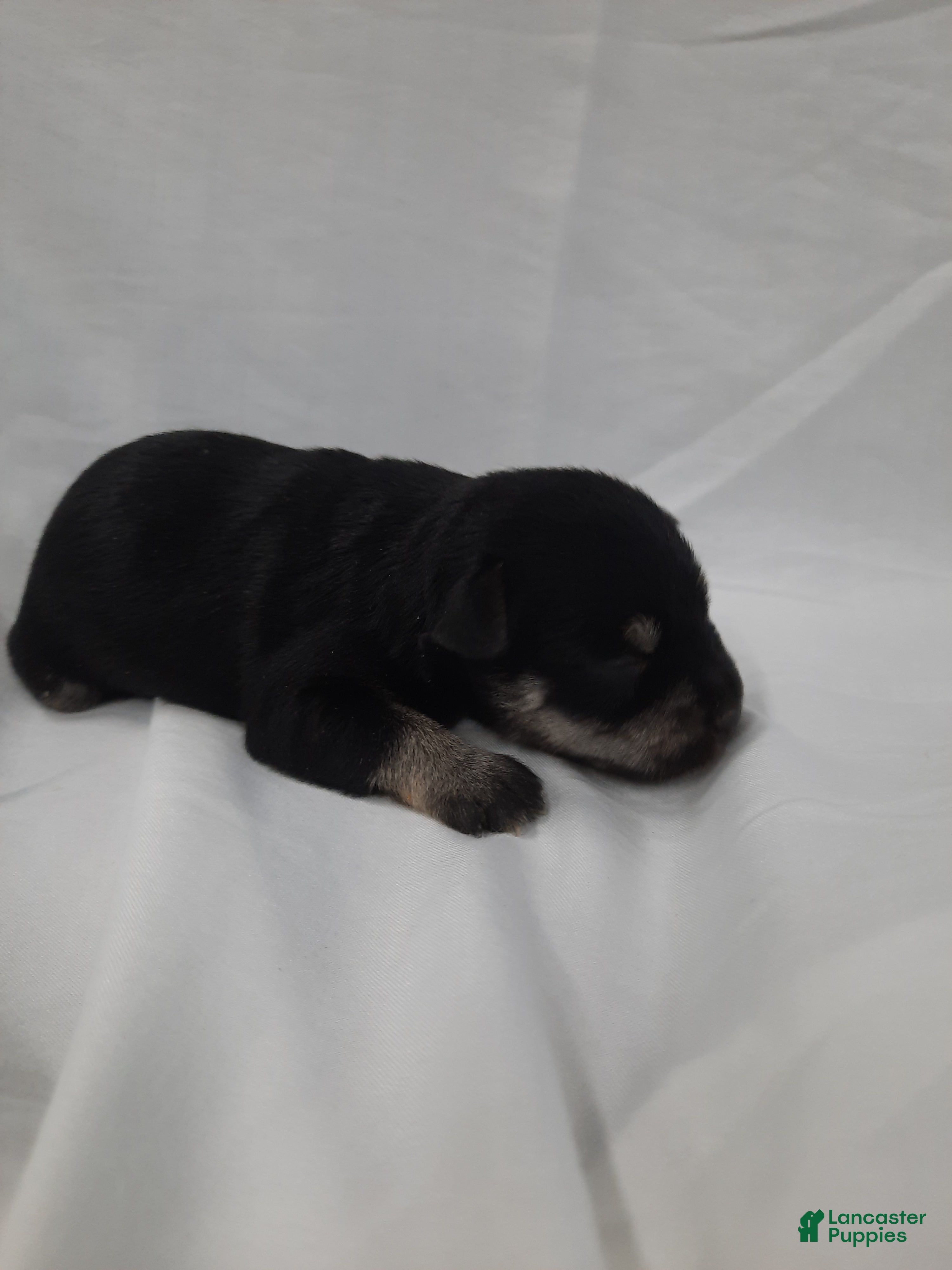 Miniature Schnauzer dogs AKC Bailey - Ad 1