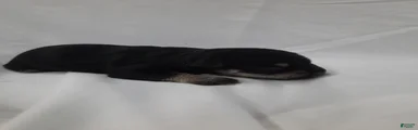 AKC Bailey