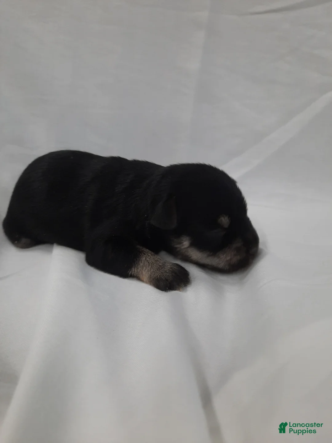 Miniature Schnauzer dogs for sale: AKC Bailey - Ad 1