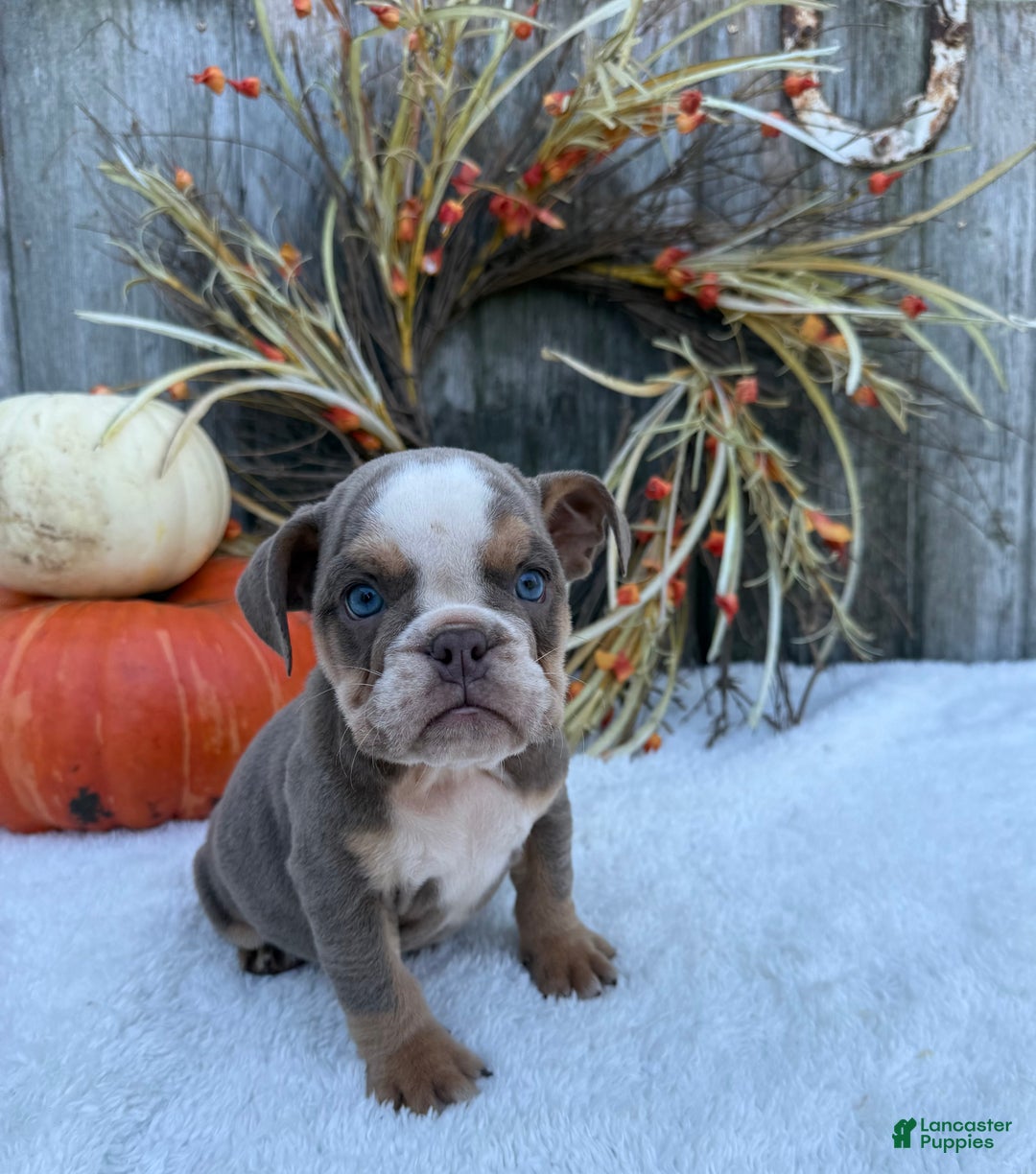 English Bulldog dogs for sale: Sage - Ad 9
