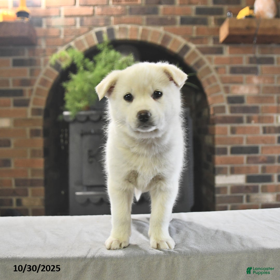 Pomsky dogs for sale: Kenzie - Ad 2