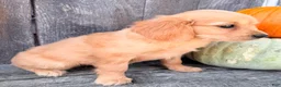 Miniature Golden Retriever dogs for sale: Honey Female Mini Golden Retriever - Ad 5