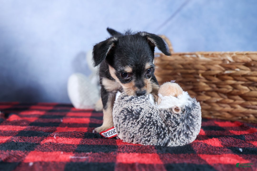 Chipoo dogs for sale: Kinsley - Ad 15