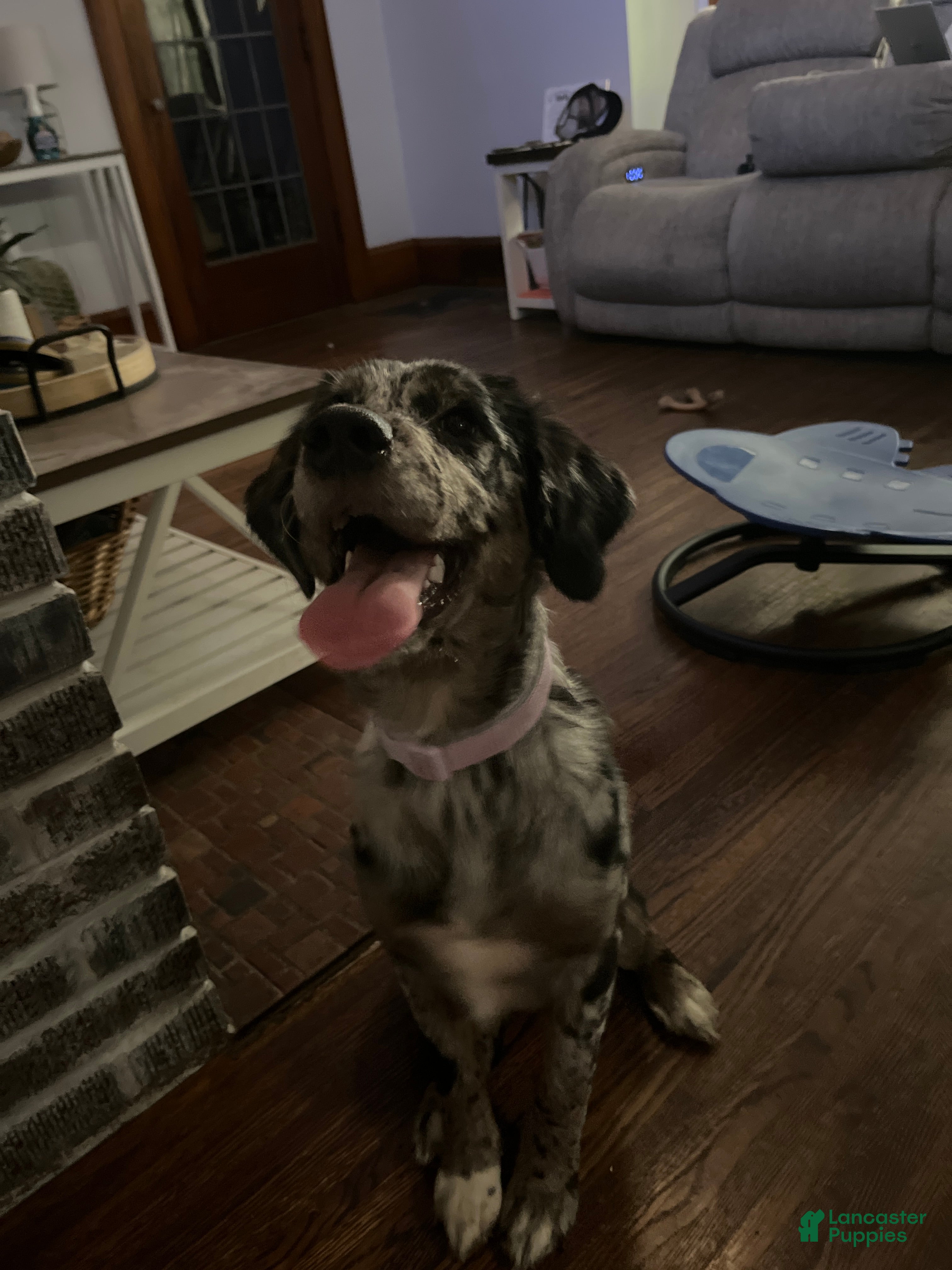 Mixed Breed dogs Maggie Mae  - Ad 2