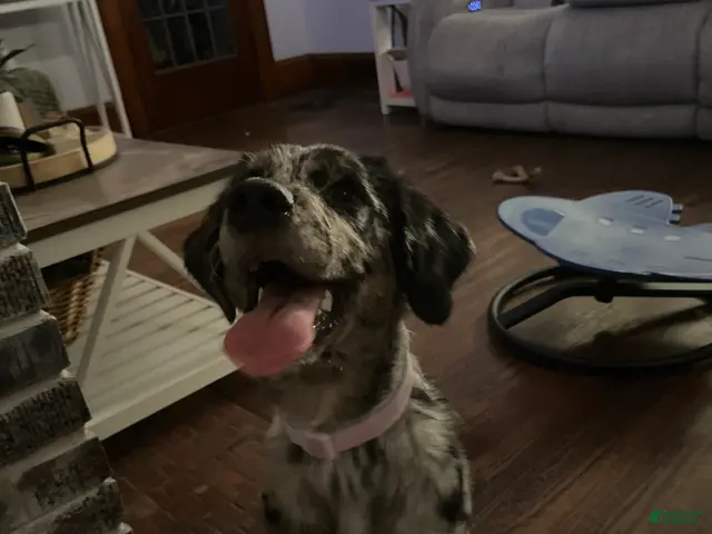 Mixed Breed dogs for sale: Maggie Mae - Ad 2