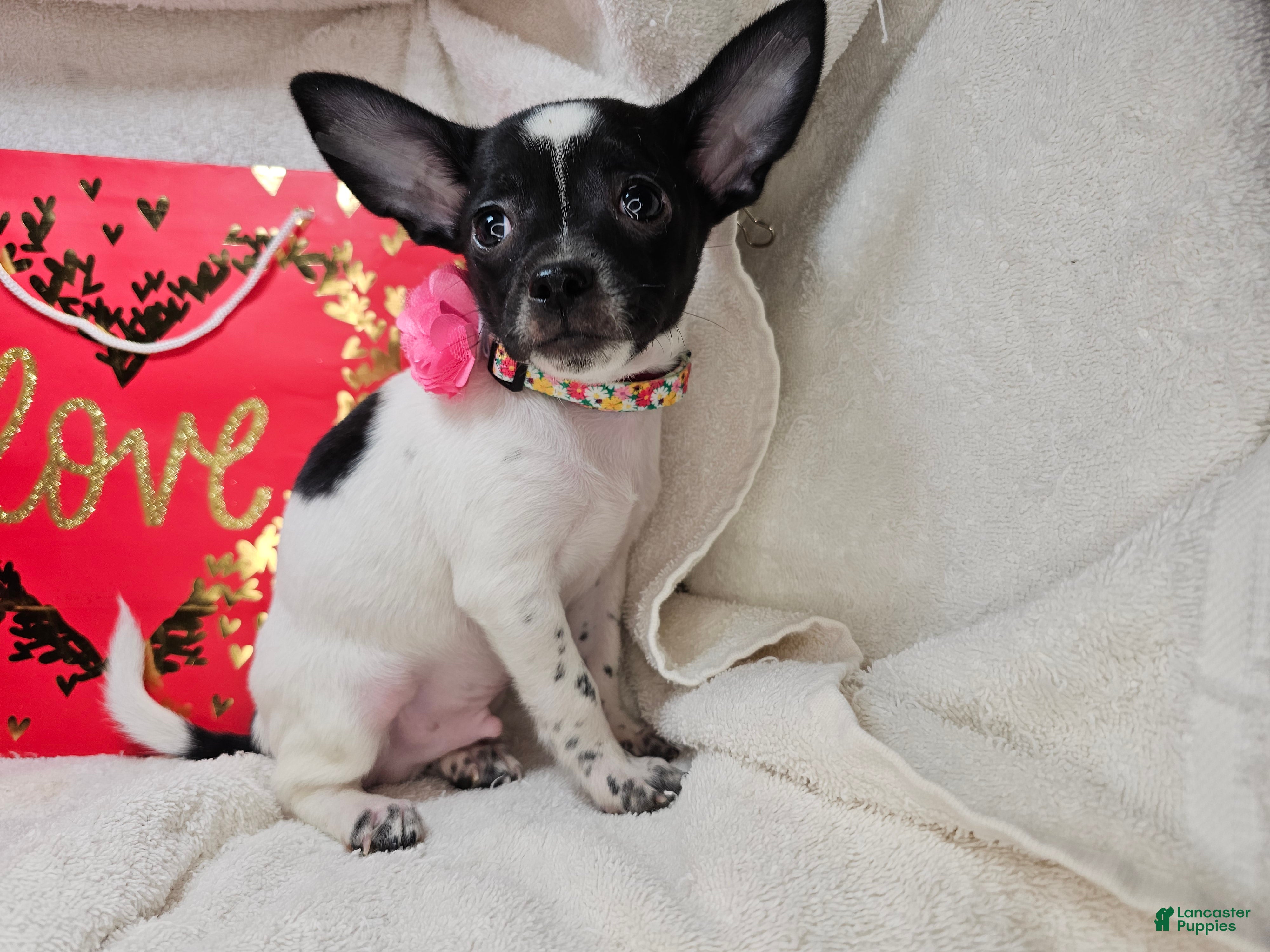 Chihuahua dogs Rudyi - Ad 41