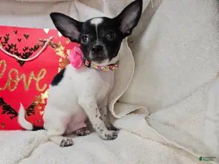 Chihuahua dogs Rudyi - Ad 41