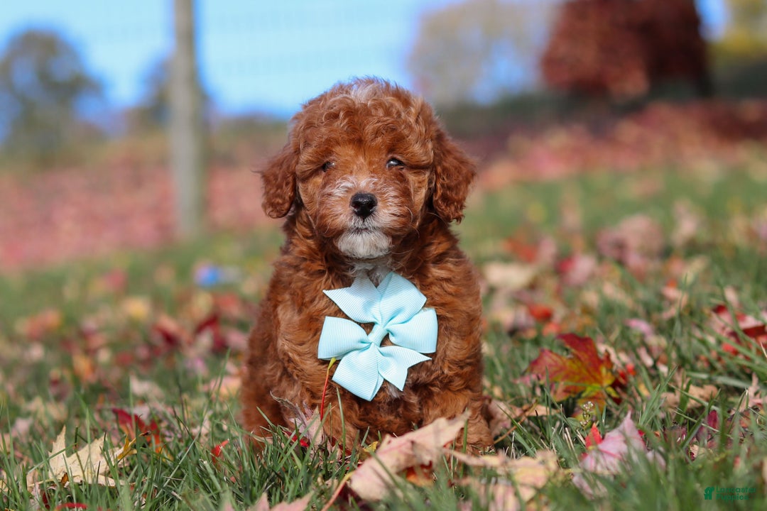 Miniature Poodle dogs for sale: Drumstick - Ad 5