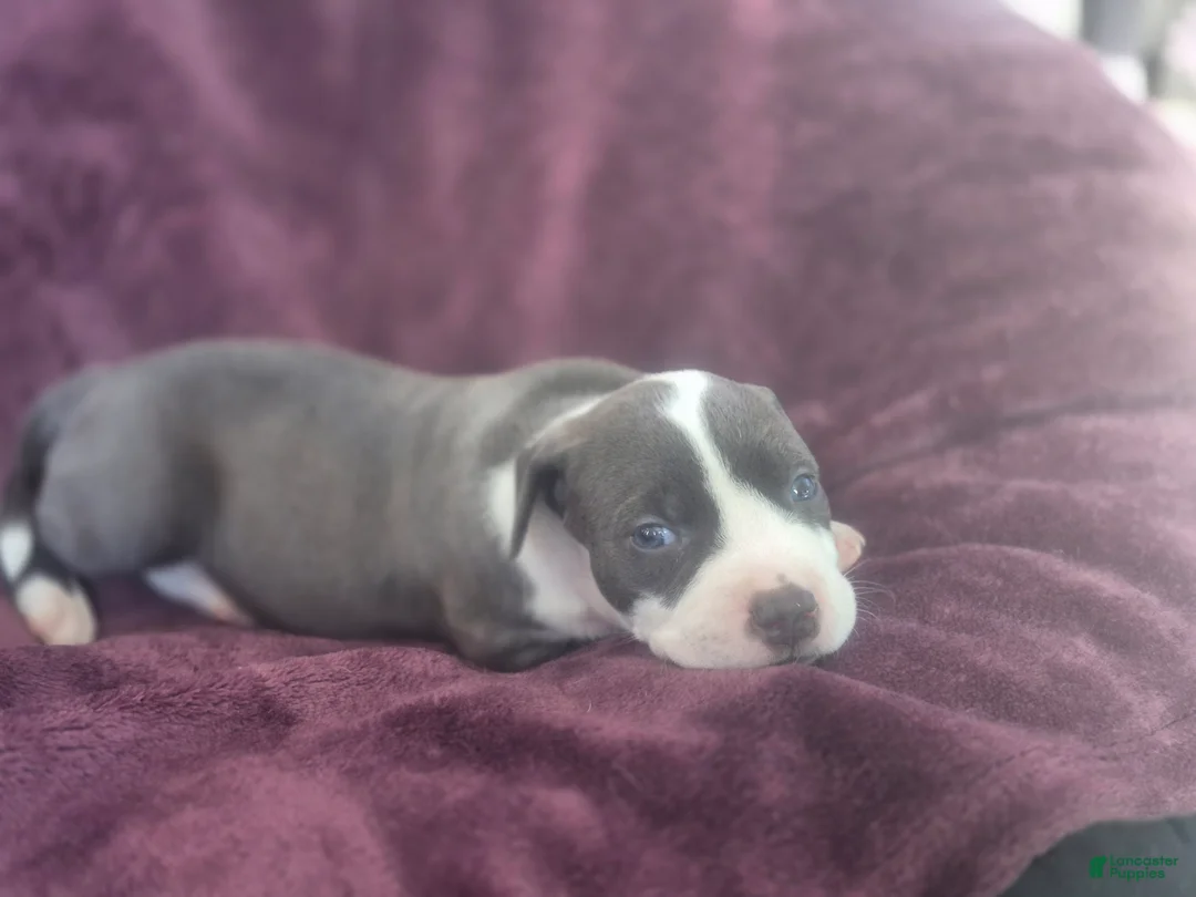 American Pit Bull Terrier dogs for sale: Xena - Ad 8