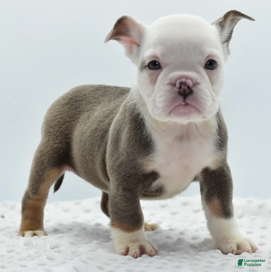 Mixed Breed dogs for sale: Lily tricolor hybrid  - Ad 19