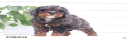 Cavapoo dogs for sale: Malix - Ad 5