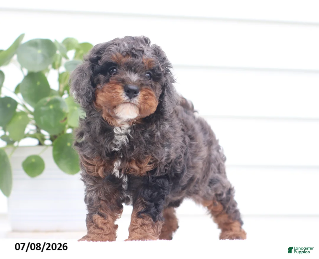 Cavapoo dogs for sale: Malix - Ad 5