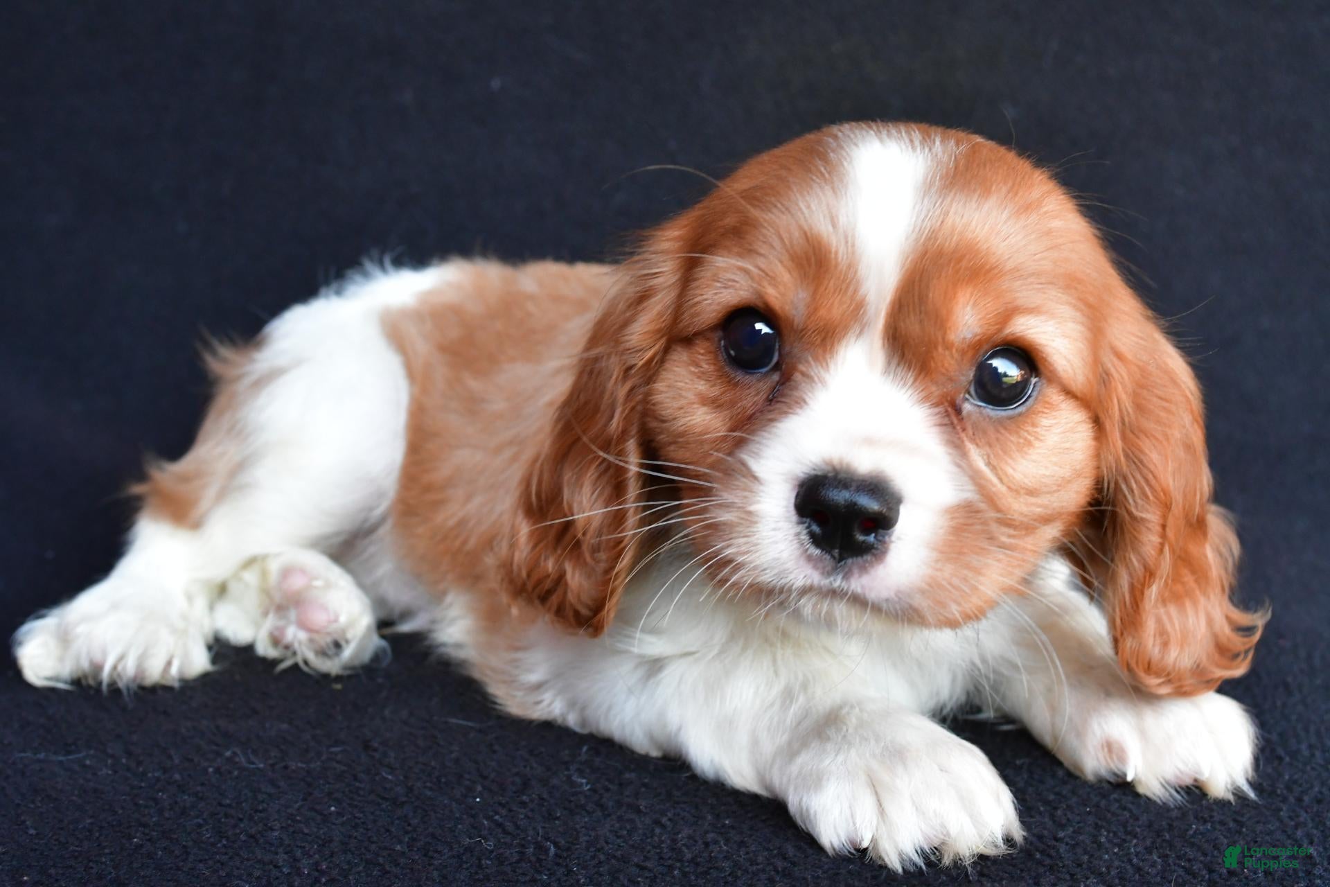 Cavalier King Charles Spaniel dogs Austin - Ad 1