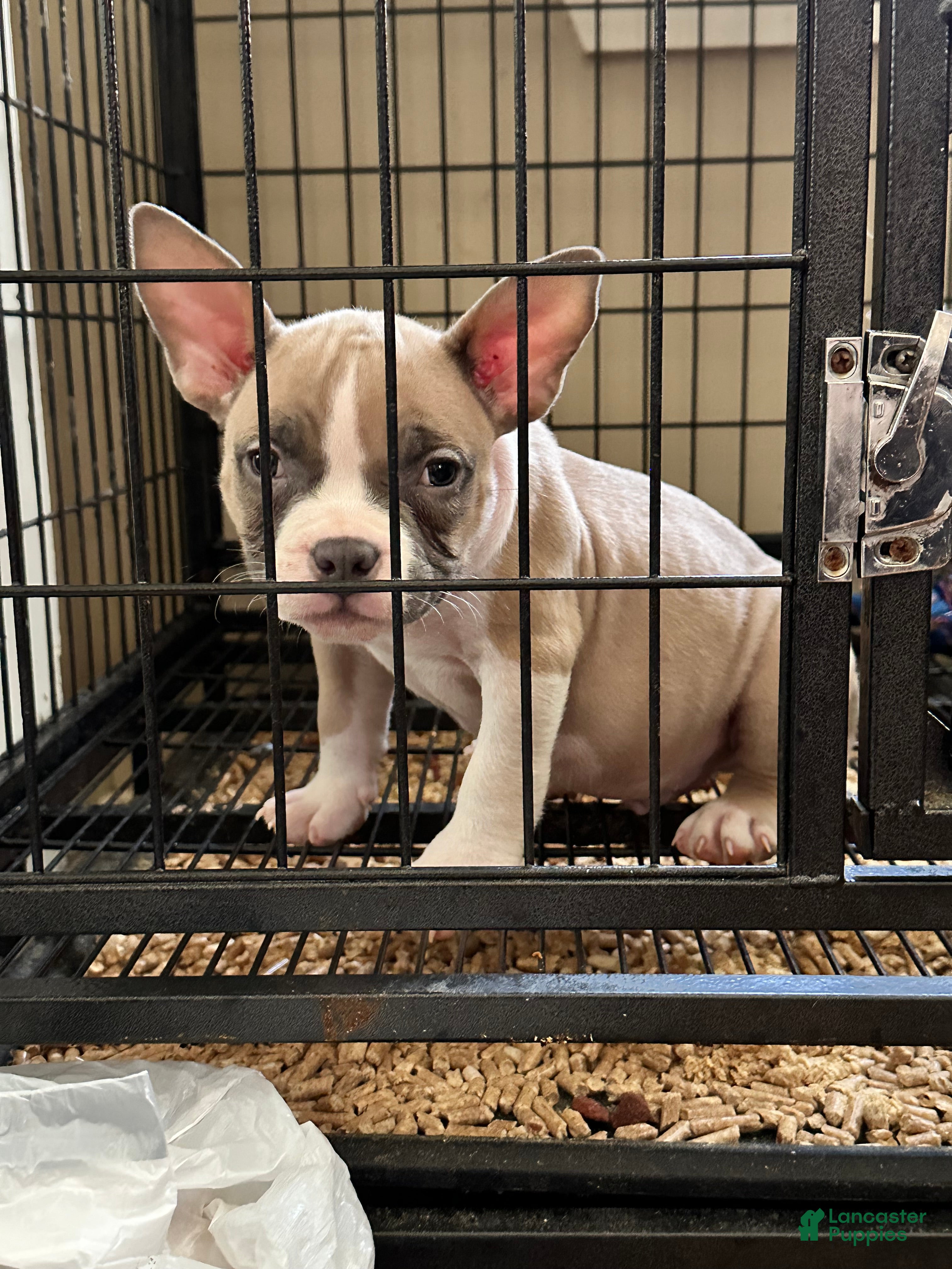 American Bully dogs American Bully Puppy 5 - Ad 23