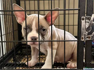 American Bully dogs American Bully Puppy 5 - Ad 23