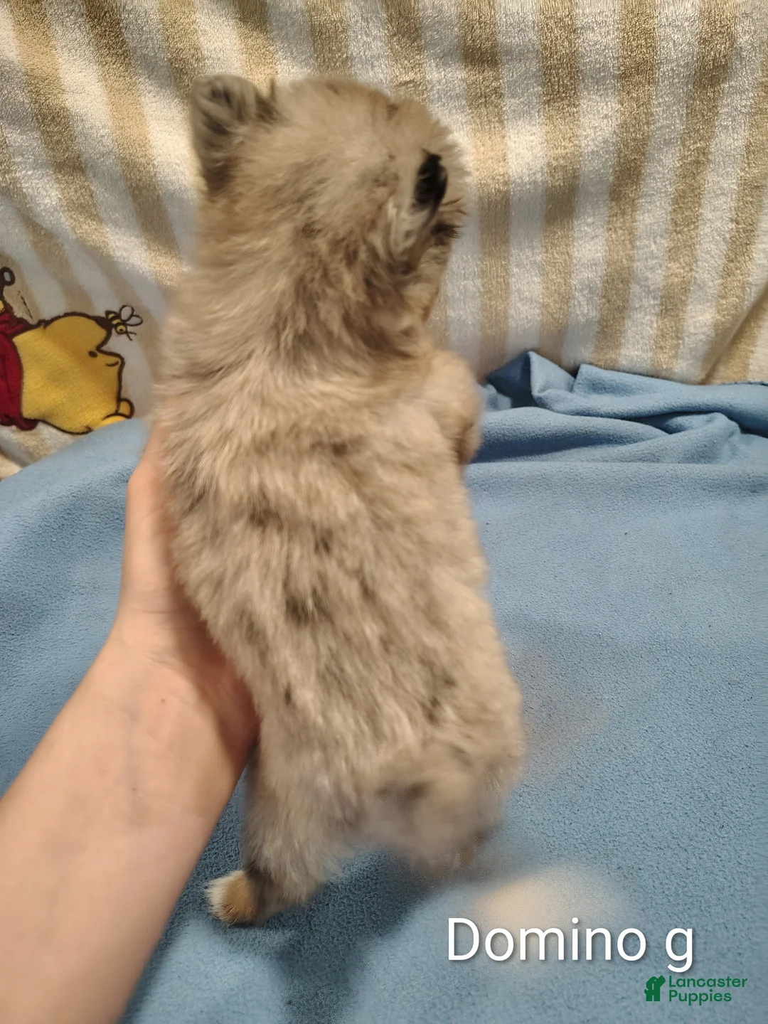 Pomeranian dogs for sale: Domino - Ad 2