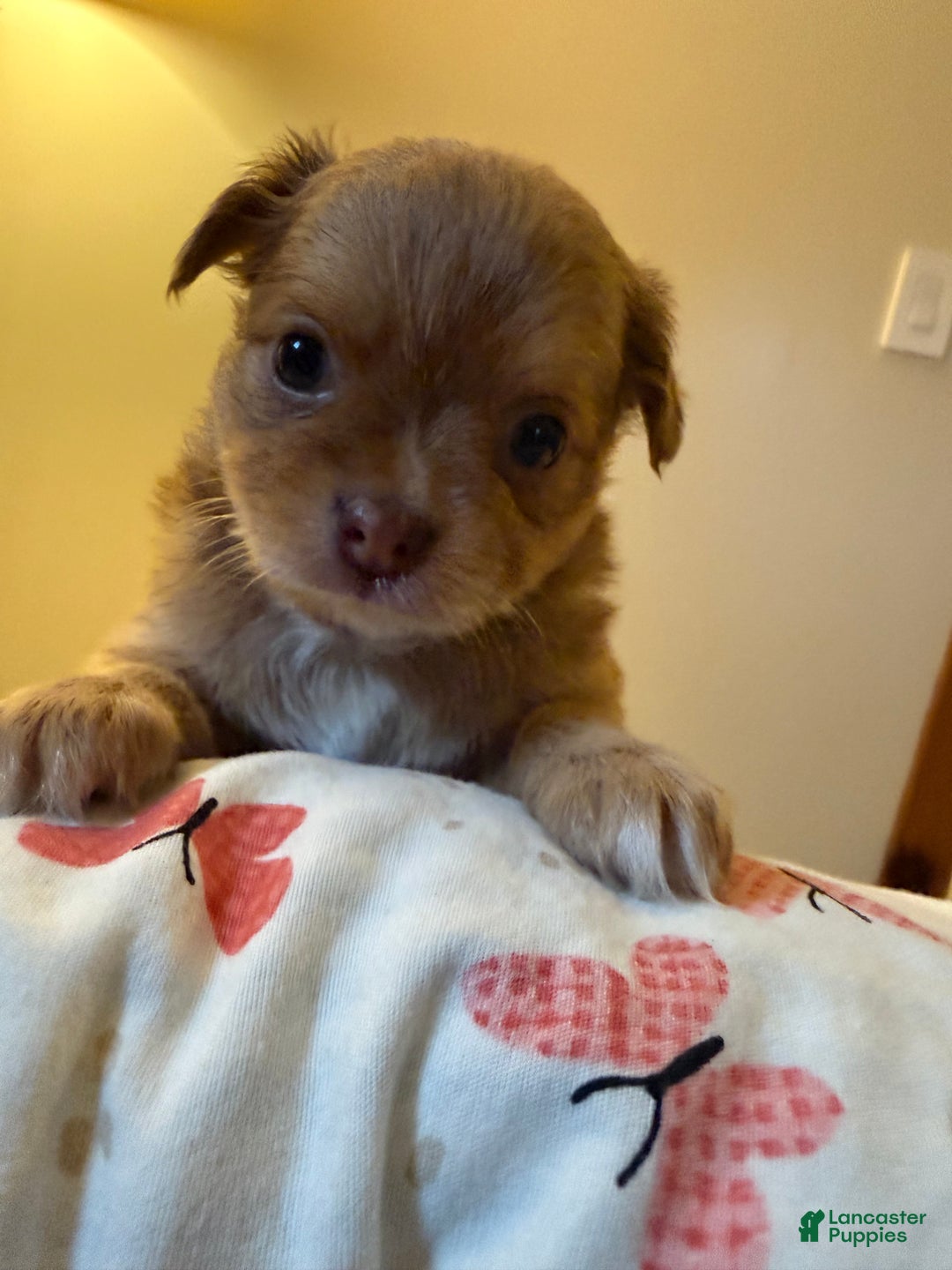 Chihuahua dogs for sale: Chihuahua Puppy  - Ad 12
