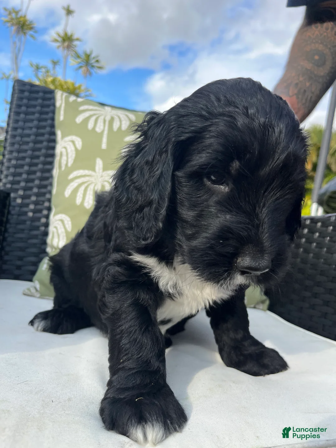 Goldendoodle dogs for sale: Jerry - Ad 2