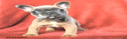 French Bulldog dogs for sale: Amy - Ad 2