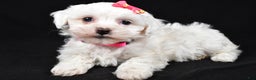 Maltipoo dogs for sale: Jane - Ad 1
