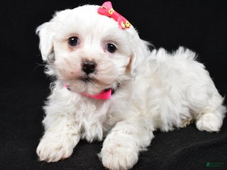 Maltipoo dogs Jane - Ad 6