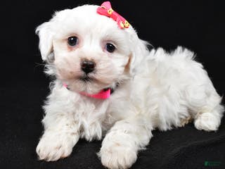 Maltipoo dogs Jane - Ad 4