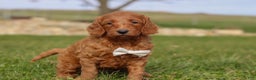 Goldendoodle dogs for sale: Cider - Ad 4