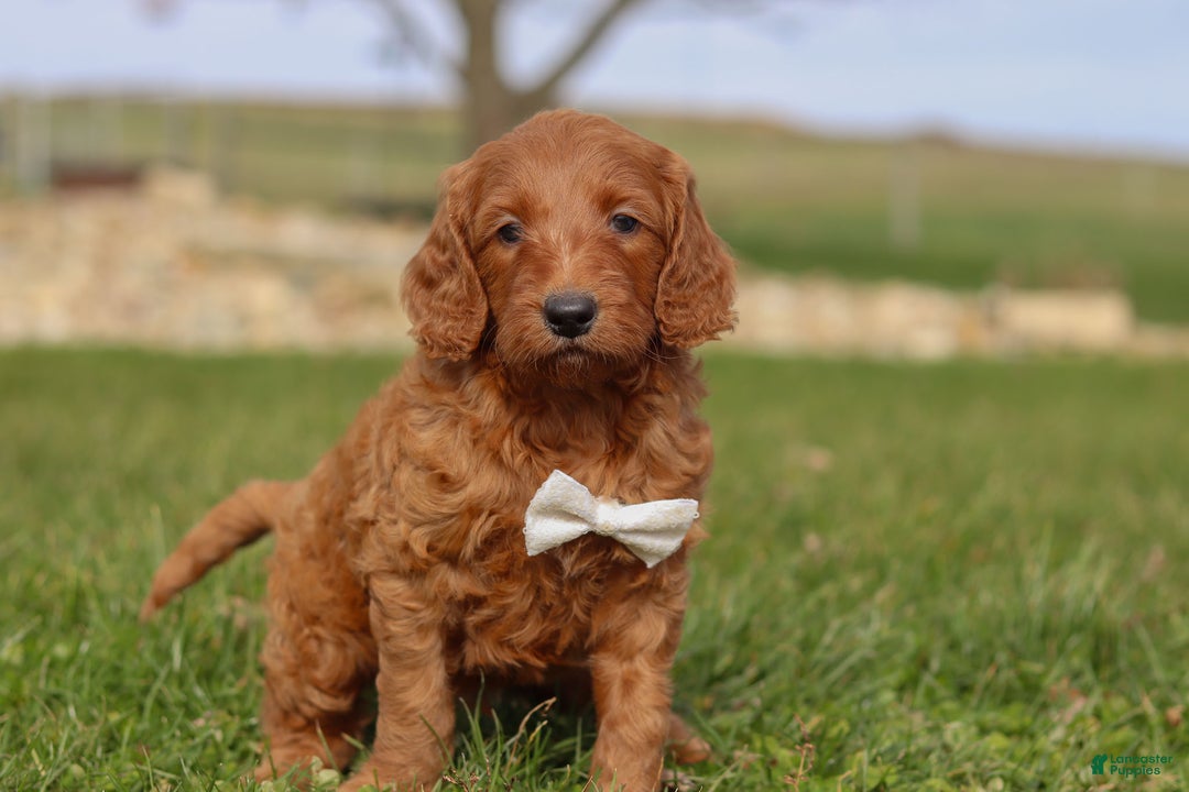 Goldendoodle dogs for sale: Cider - Ad 4