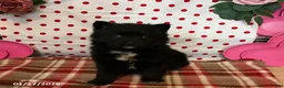 Pomsky dogs for sale: Mocha - Ad 2