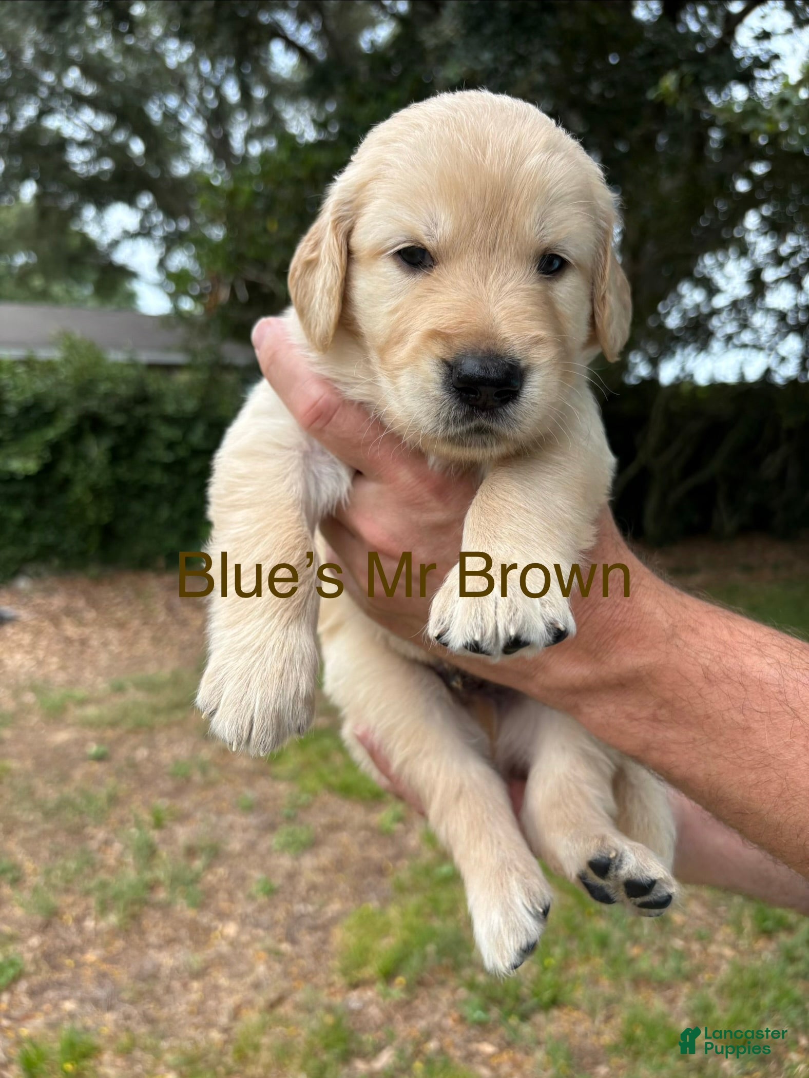 Golden Retriever dogs Mr Brown - Ad 37