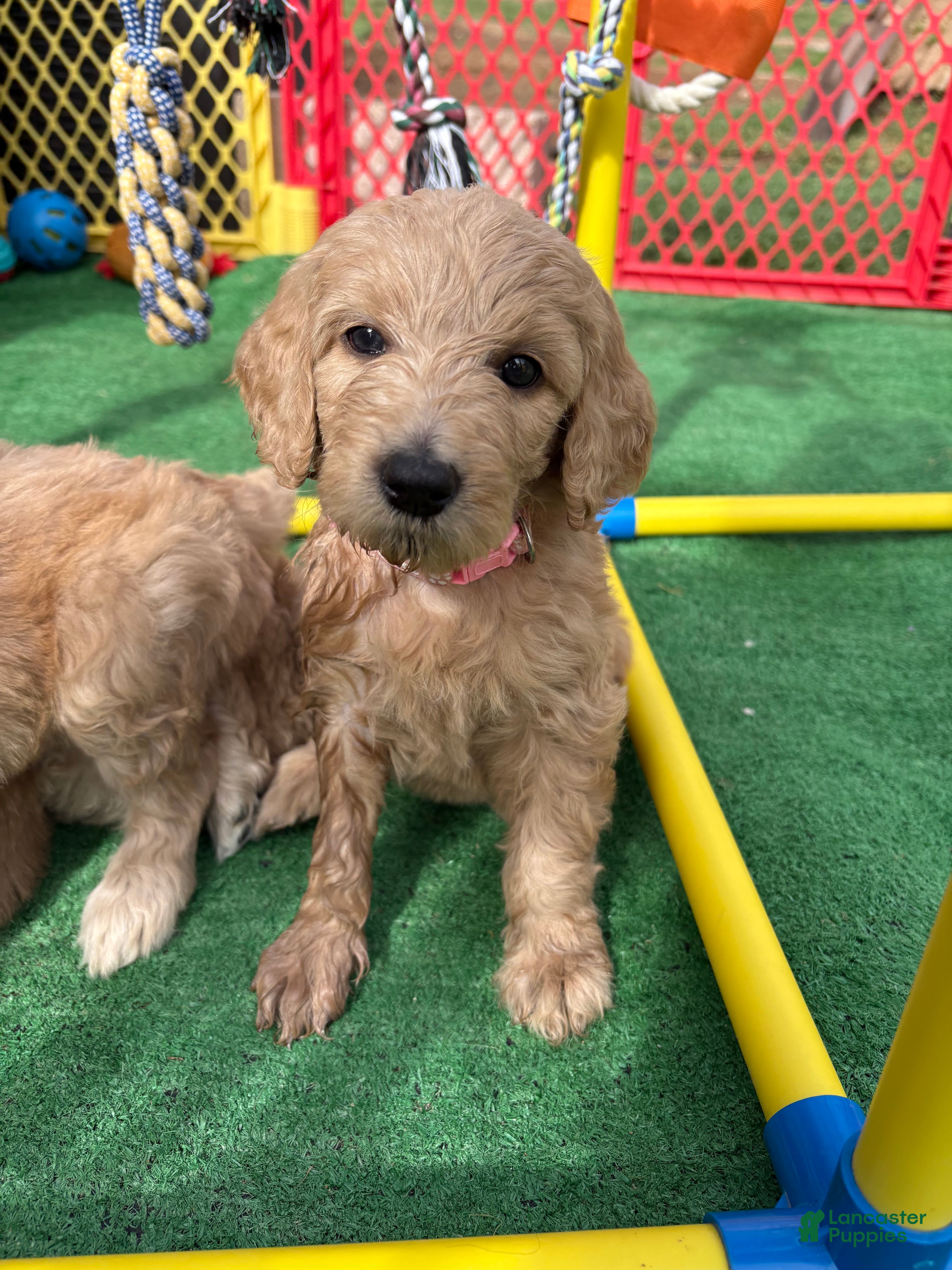 Goldendoodle dogs Goldendoodle Puppy 5 - Ad 11