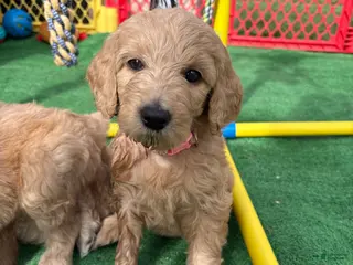 Goldendoodle dogs Goldendoodle Puppy 5 - Ad 11