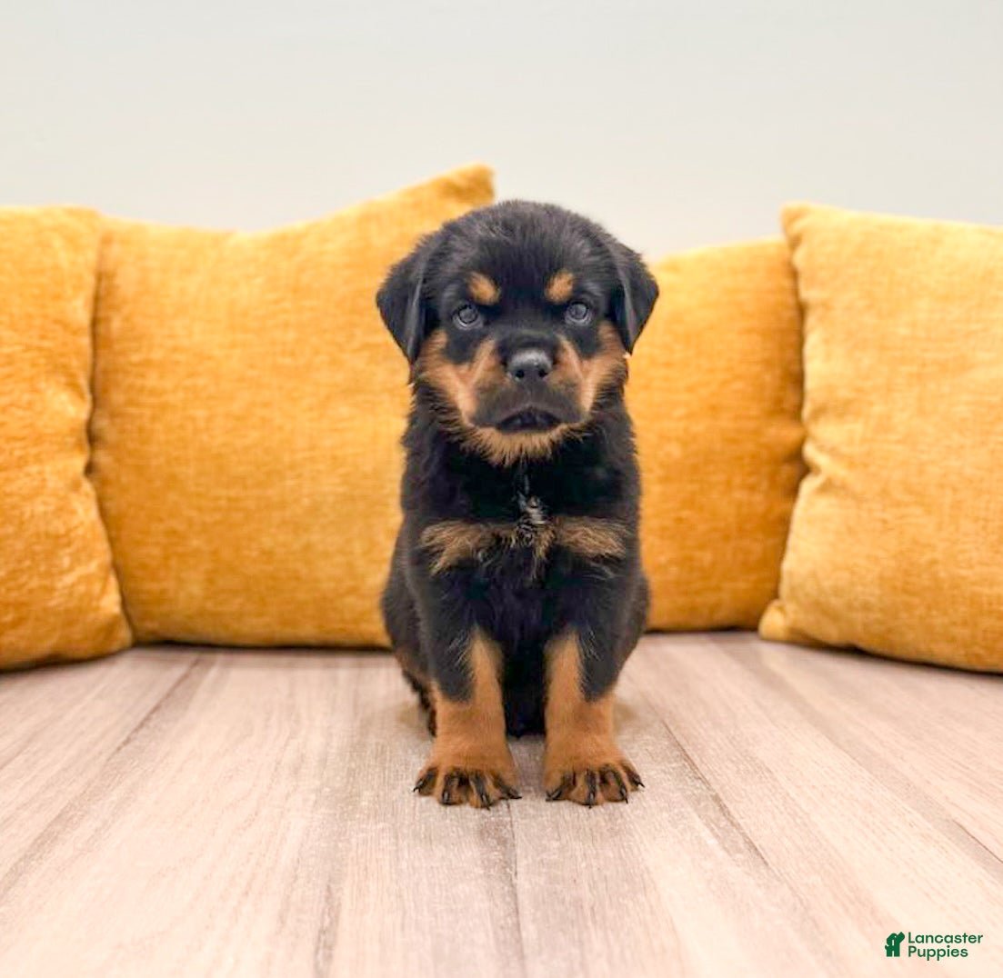 Rottweiler dogs Flynn - Ad 1