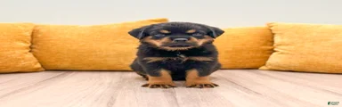 Flynn