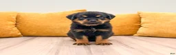 Rottweiler dogs for sale: Flynn - Ad 1