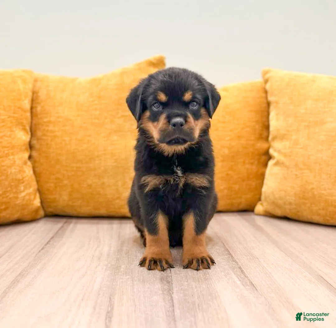 Rottweiler dogs for sale: Flynn - Ad 1