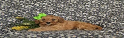 Cavapoo dogs for sale: Kandis - Ad 5