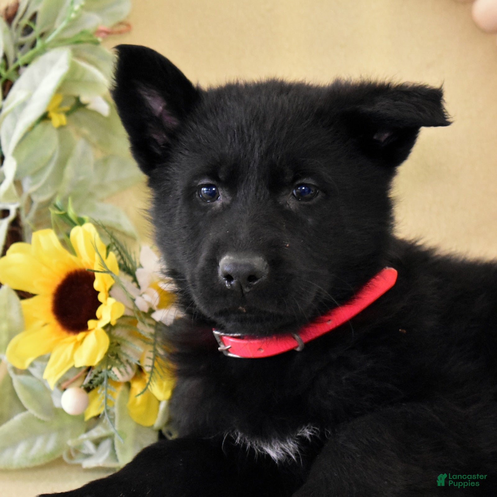 German Shepherd dogs Star - Ad 2