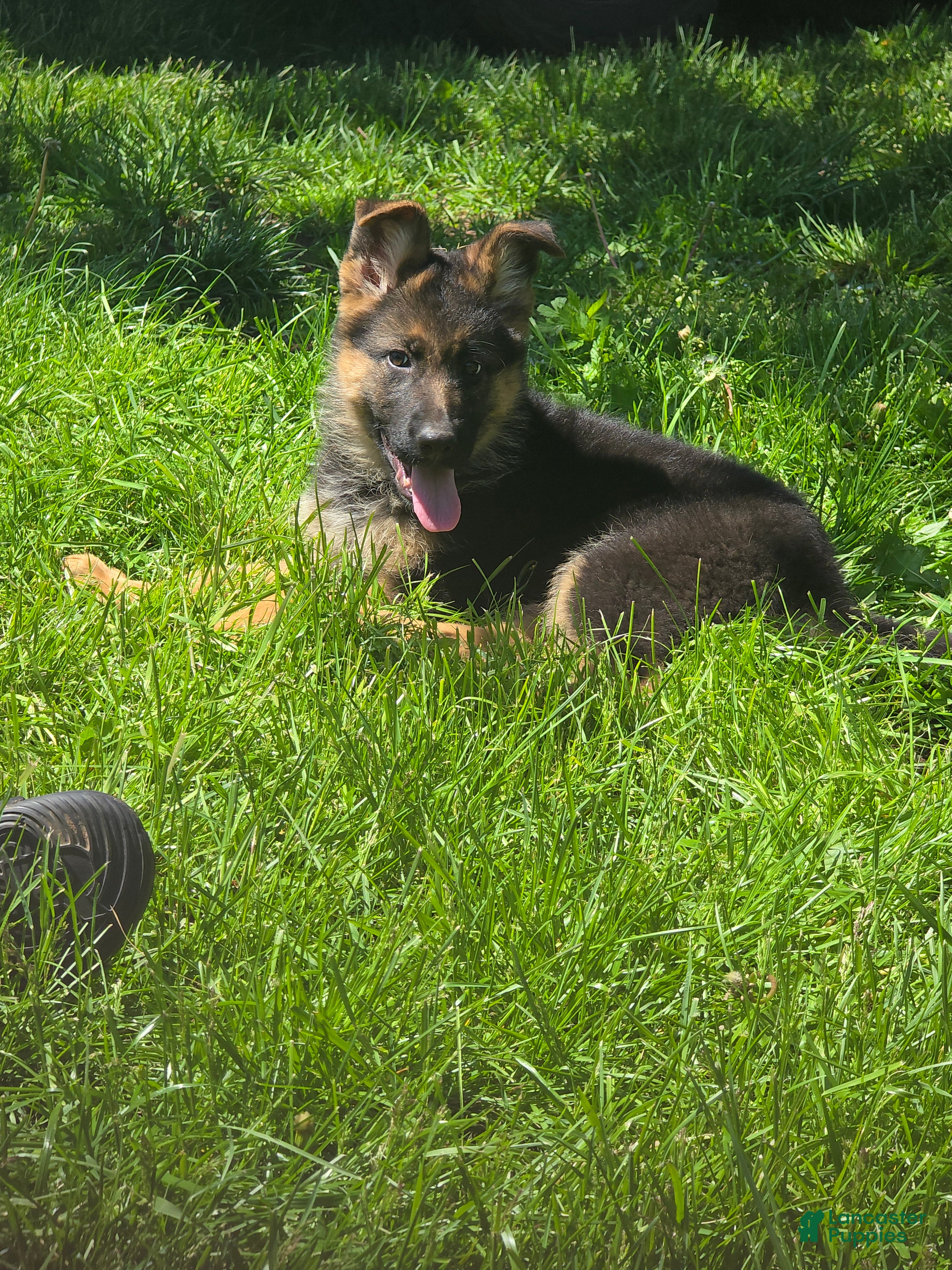 German Shepherd dogs German Shepherd Puppy 3 - Ad 29