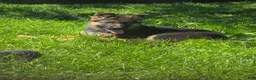 German Shepherd dogs for sale: German Shepherd Puppy 3 - Ad 1