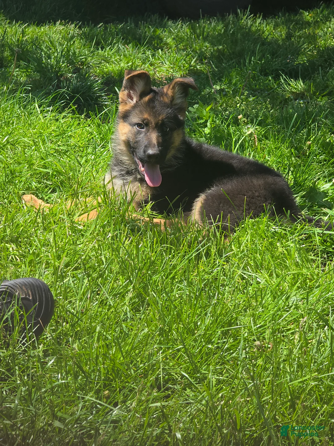 German Shepherd dogs for sale: German Shepherd Puppy 3 - Ad 1